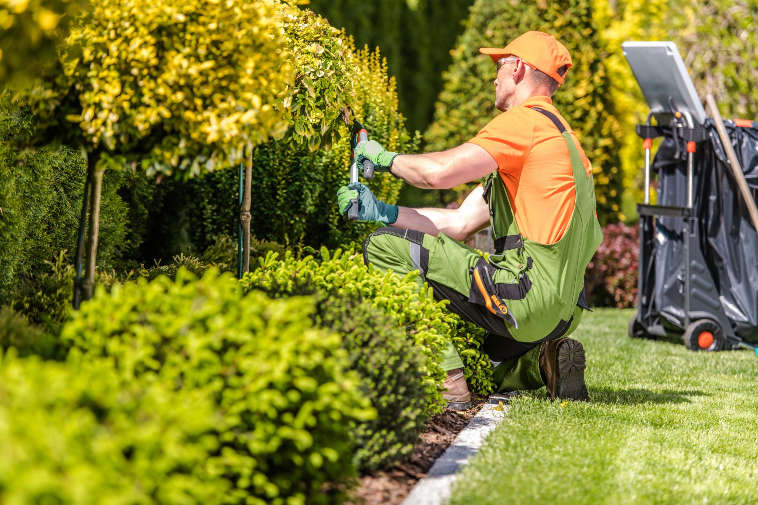 chèque emplois service pour entretien du jardin